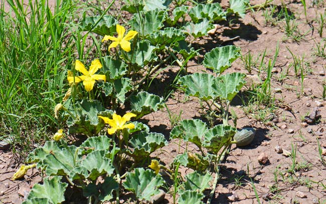 Apodanthera undulata, Melon Loco, Southwest Desert Flora